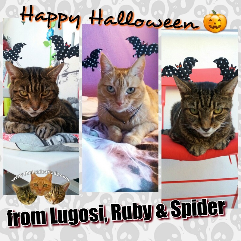 Happy Halloween from Lugosi, Ruby & Spider