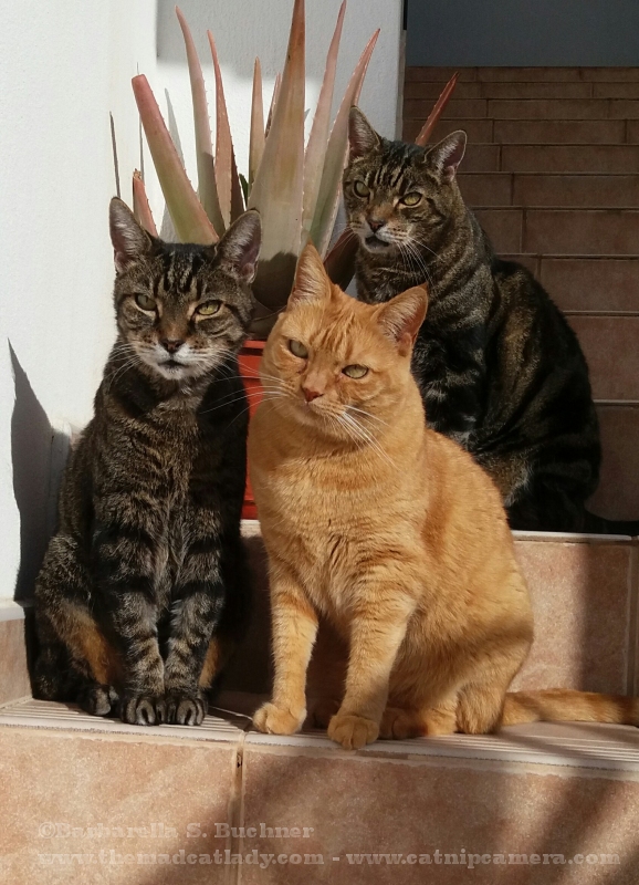 3 Kitty Rascals