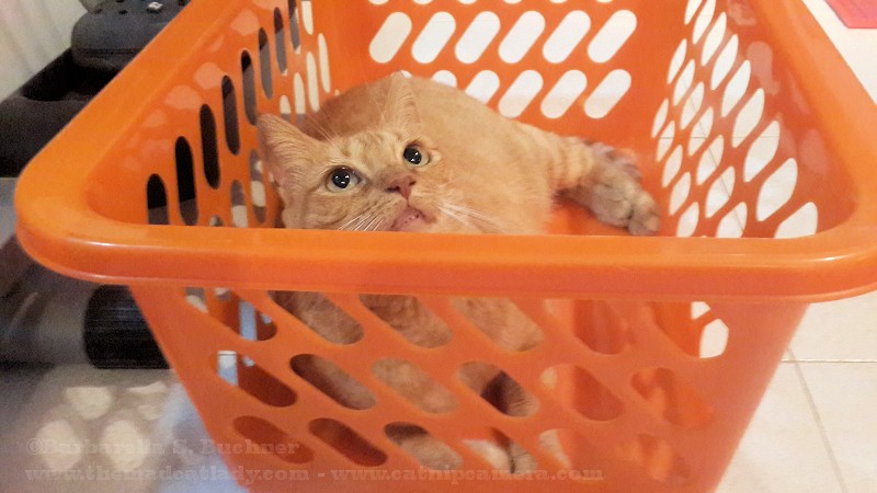 Washing Baskets Are Fun!