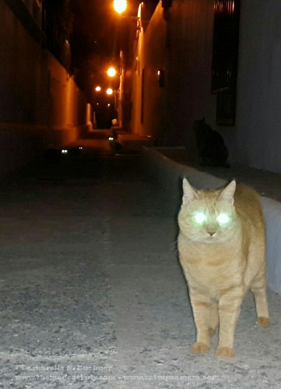 Night of the Living Cats