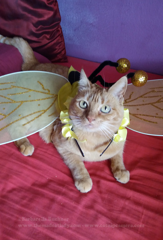 It’s Carnival! So Bee a Cat!