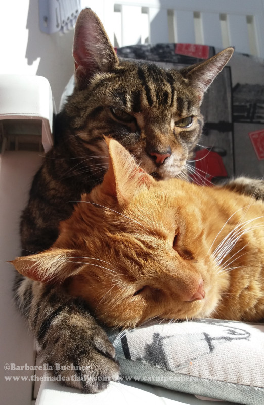 Lugosi & Ruby = Love Cats!