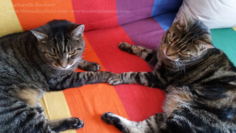 Touching sales cats paws