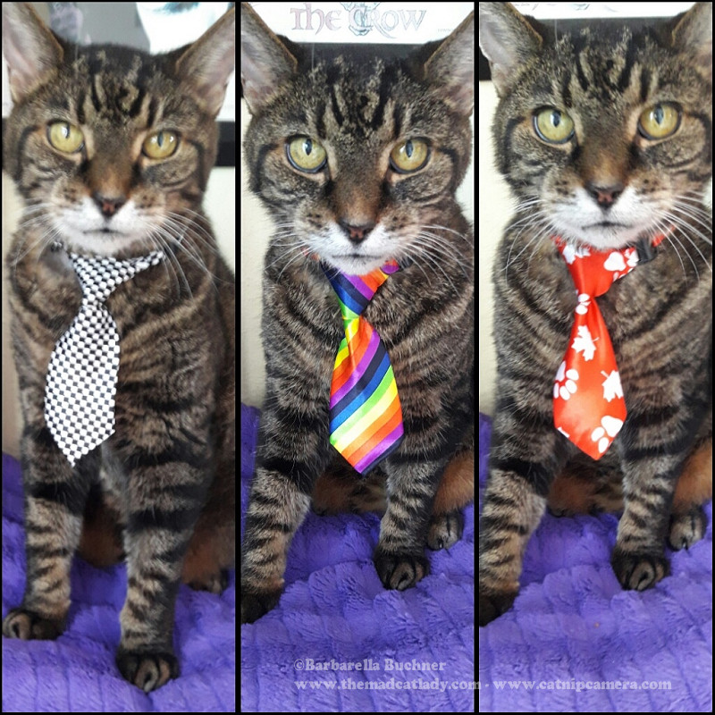Spider Gets Ready For His Close-Up Wearing Kitty Ties