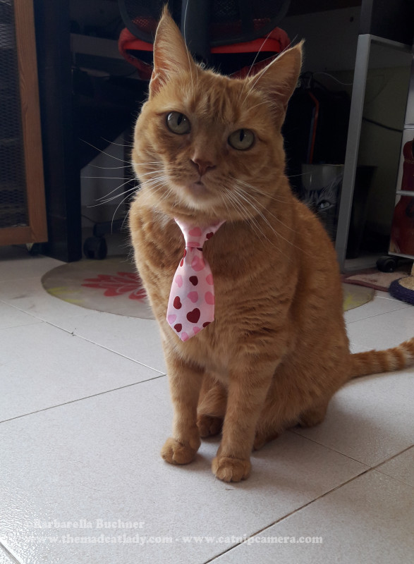 Kitty Cravat Tie Showcase