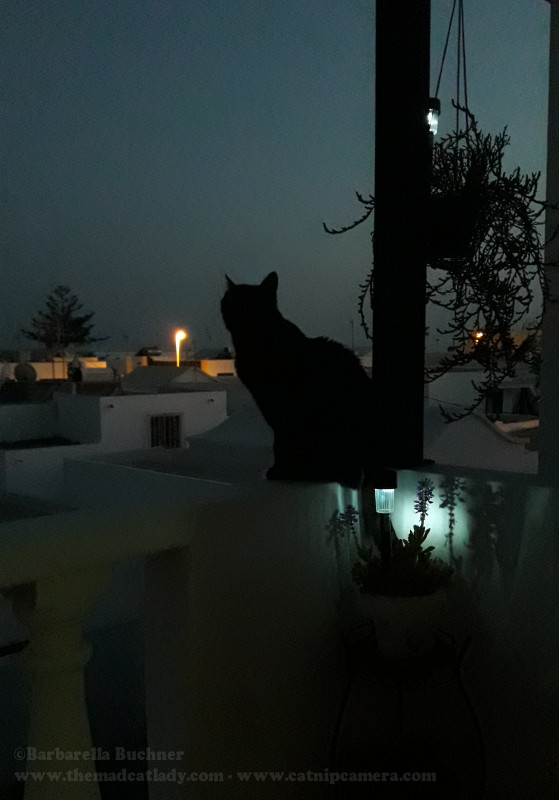 Kitty Silhouette Against The Night Sky