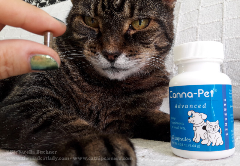 Spider Takes Canna-Pet Natural Cannabinoids for Pets