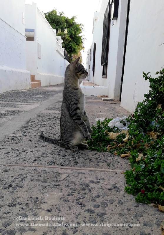Meet The Neighbourhood Meercat Named Watson