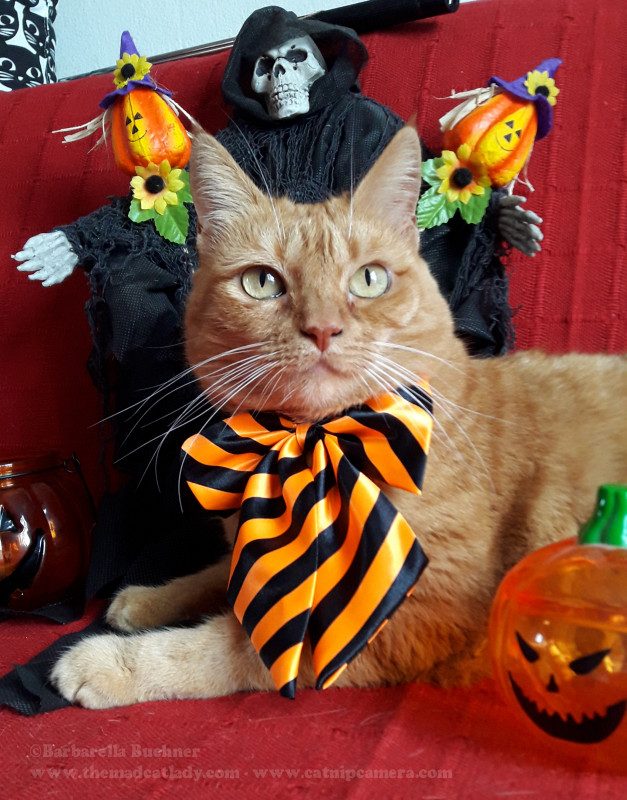 Happy Catty Halloween! The Mad Cat Lady
