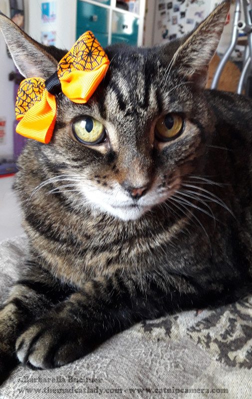 Happy Catty Halloween! The Mad Cat Lady