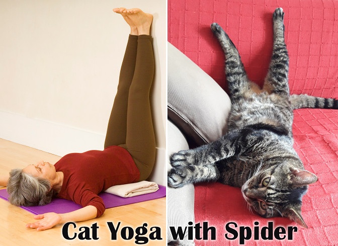 Cat Yoga with Spider