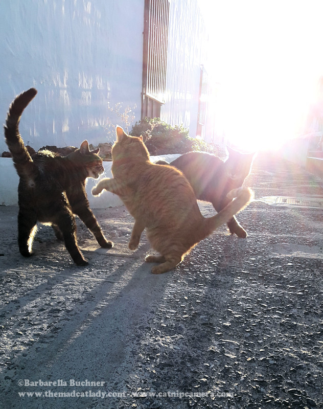 Three Cats having a Tiff in the Alley