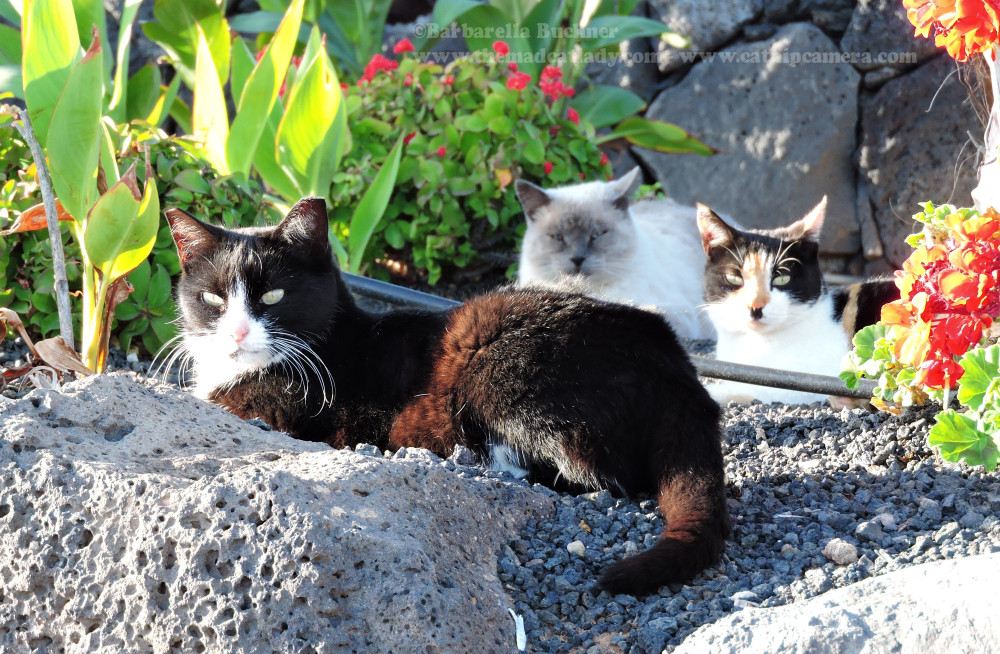 Lanzarote Cats: The Friendly Ferals of Playa Chica & the Harbour Puerto del Carmen