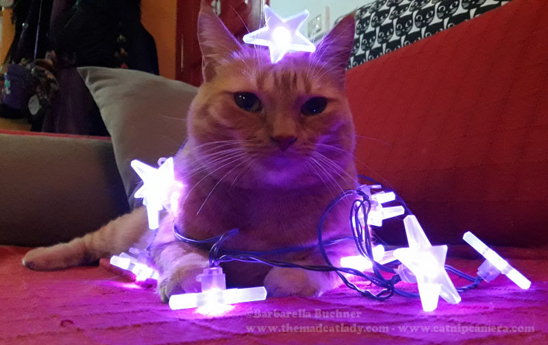 Don’t have a Christmas Tree? Decorate a Cat instead!