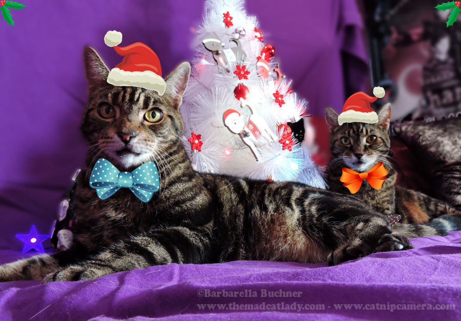 Christmas Cats – Behind the Scenes