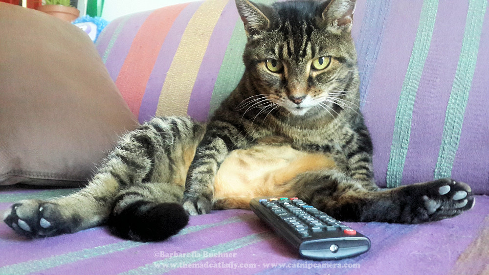 Cat Yoga and TV