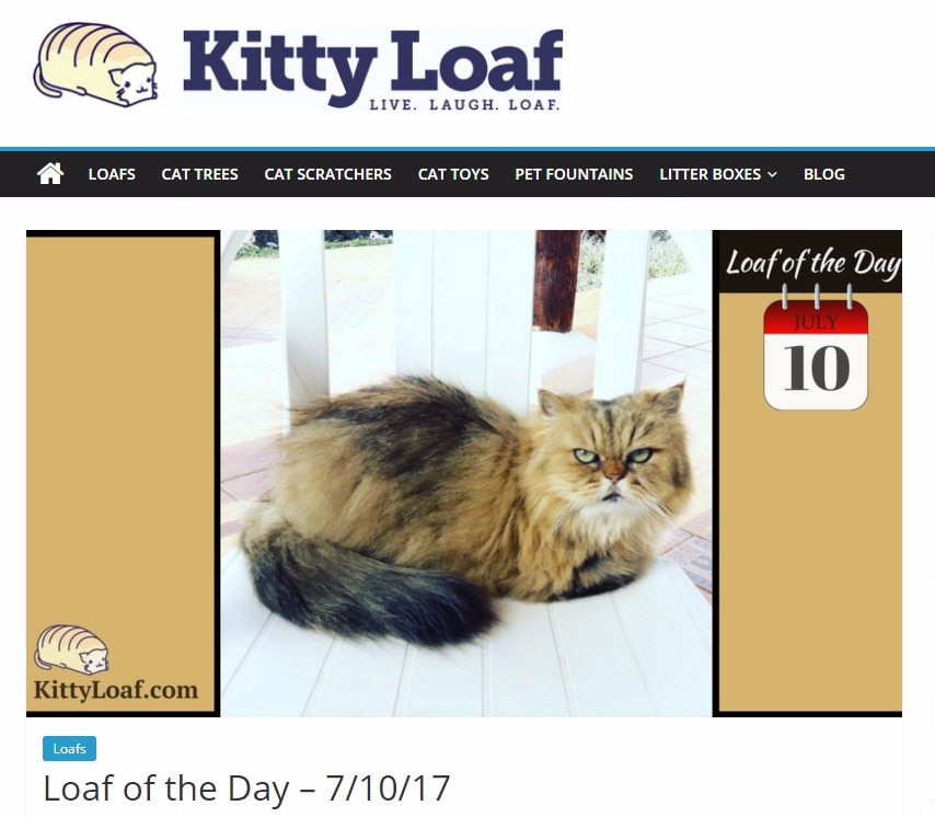J-Loaf gets featured on KittyLoaf Dot Com