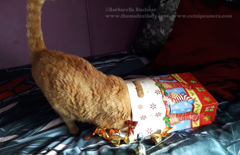 Ruby helps wrap Xmas Presents