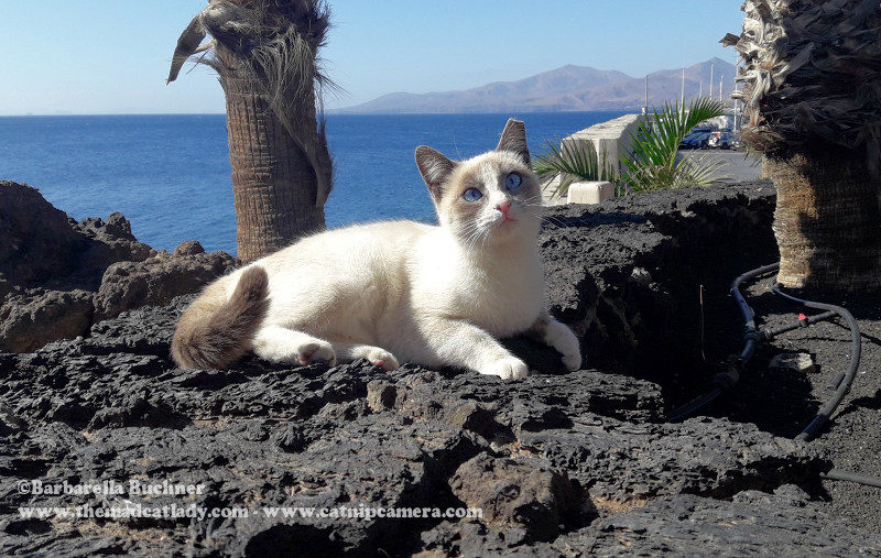 The Harbour Cats of Puerto del Carmen, Lanzarote