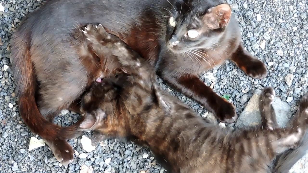 Adorable Kitten Suckling