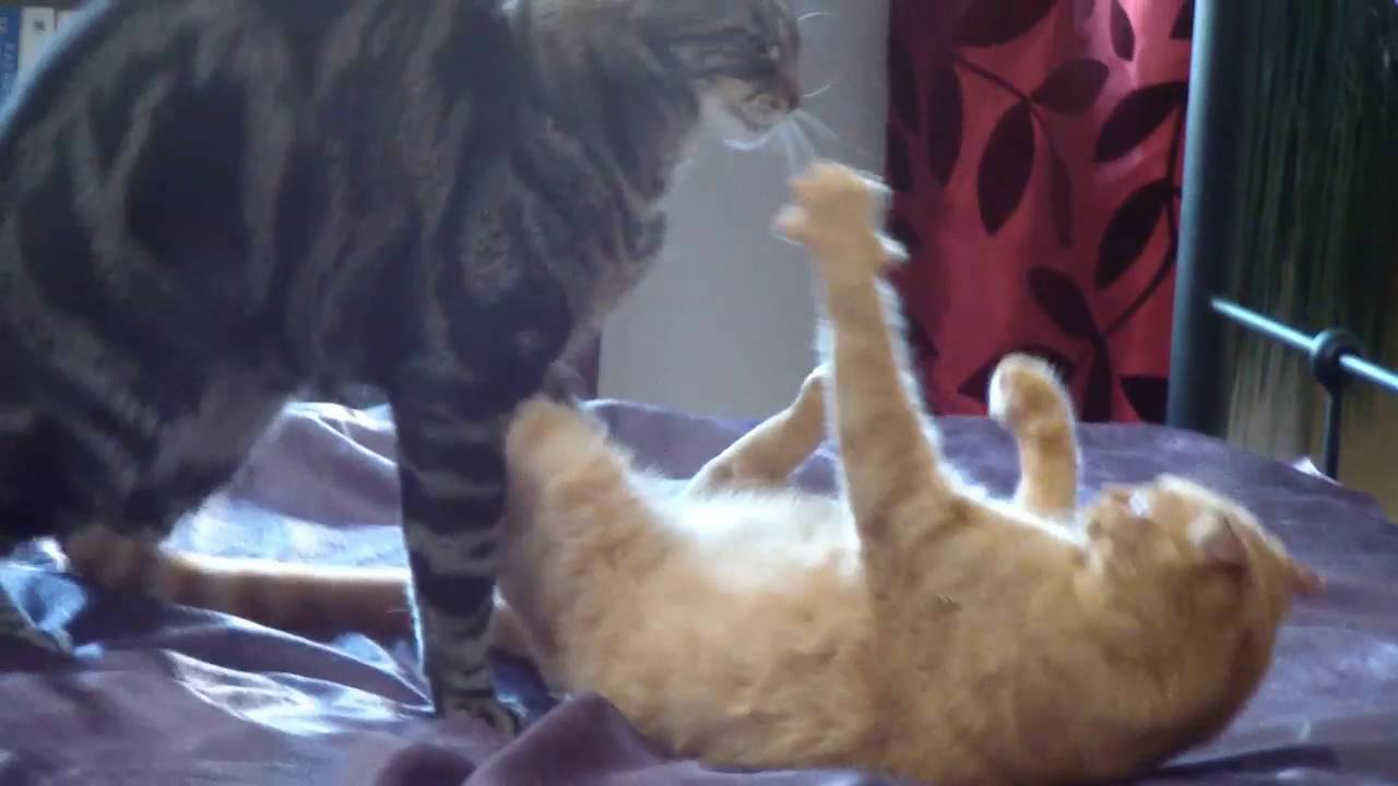 Best of Kitty Fight Club: Ruby, Lugosi & Spider