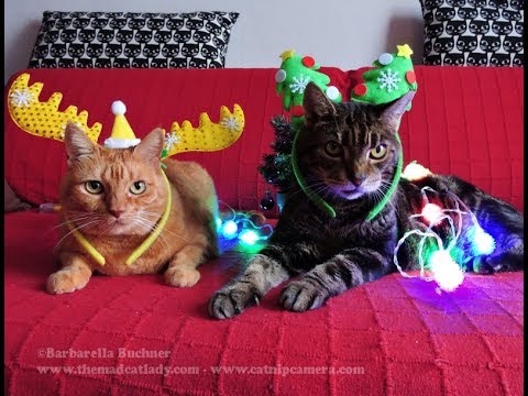 Christmas Prezzies for the Kitties!