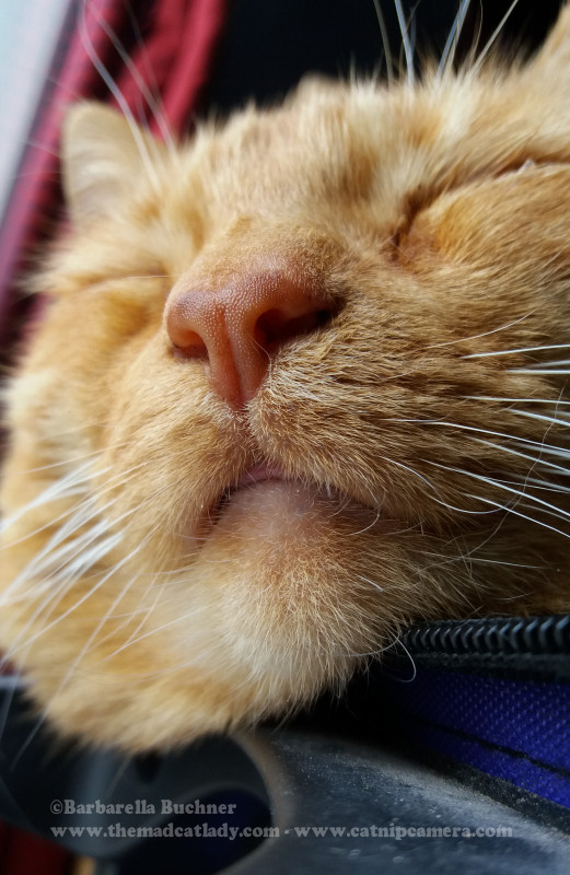 Blissful Kitty Ruby Closeup