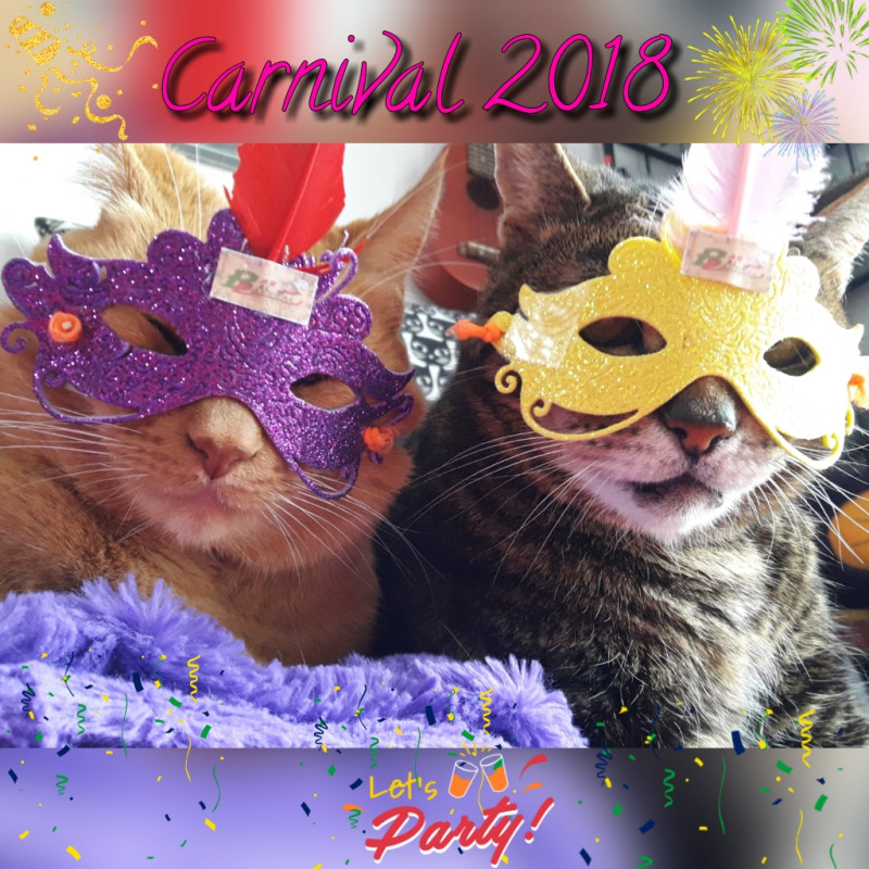 Carnival Cats – Let’s Pawty!
