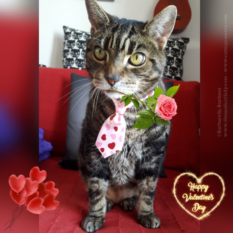 Valentine’s Kitties – The Loves of my Life
