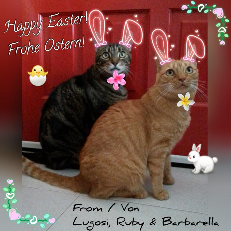 Happy Easter from the Eastercats!