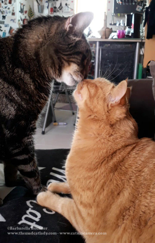 cats loving each other