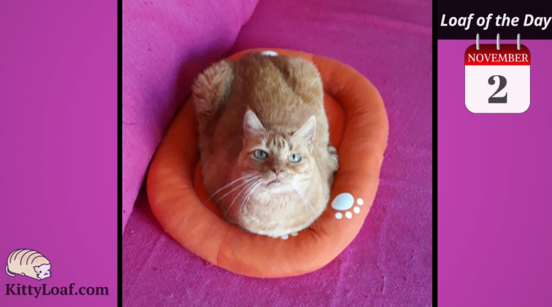 Ruby is Loaf of the Day on the Kitty Loaf Website