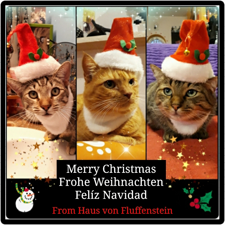 Meowy Christmas from Haus von Fluffenstein