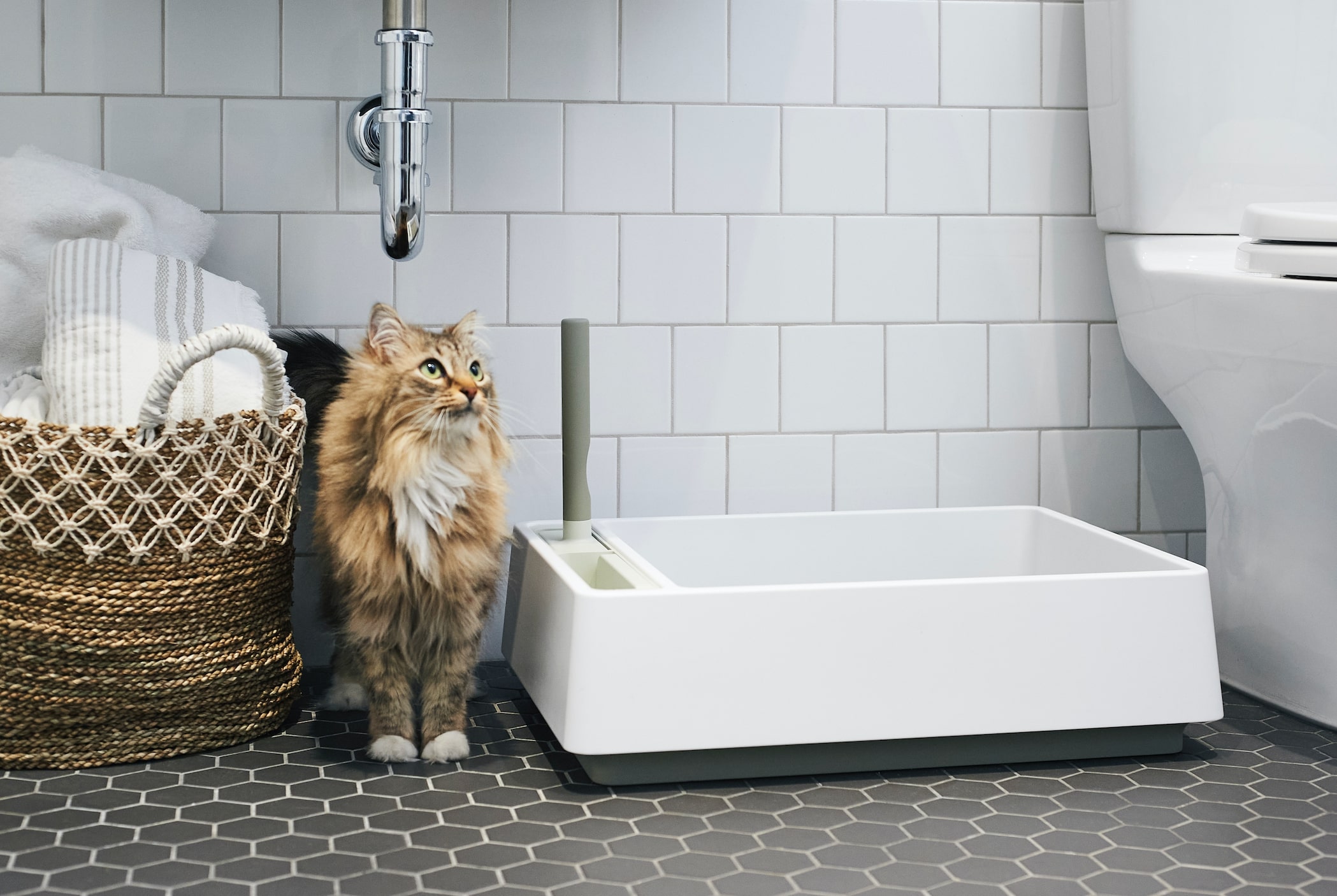 kitty loo The Mad Cat Lady